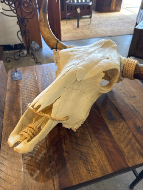 Cow Skull